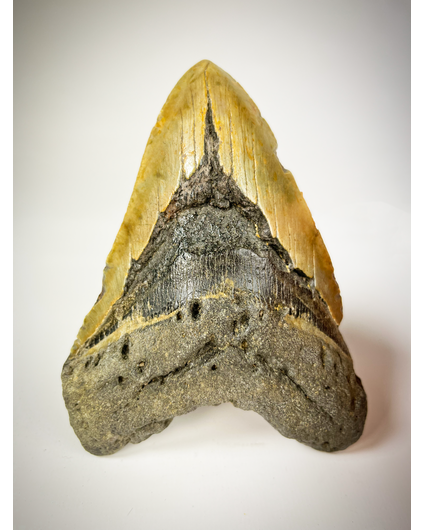 Megalodon tooth "The EarthQuake" (US) - 13.3 cm