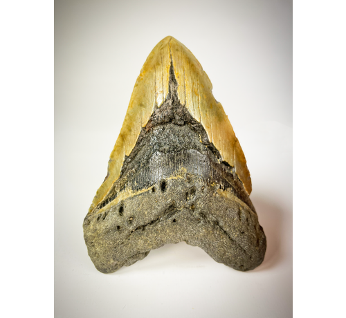 Dente di Megalodon "Beige" "The EarthQuake" (USA) - 13,3 cm (5,24 pollici)