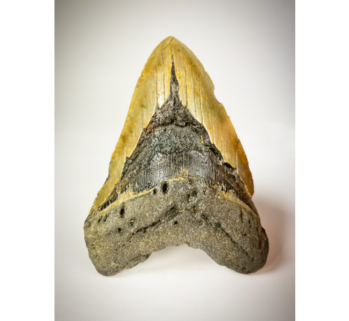 Megalodon tooth "The EarthQuake" (US) - 13.3 cm