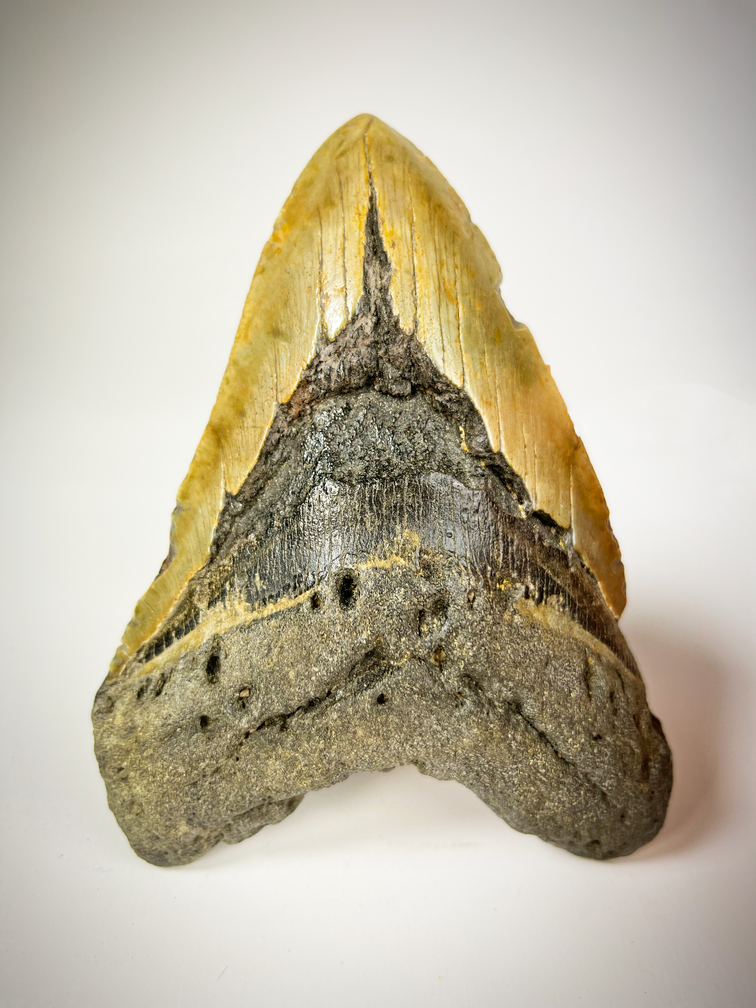 Megalodon tand "The EarthQuake" (VS) - 13,3 cm