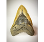 Megalodon tooth "The EarthQuake" (US) - 13.3 cm