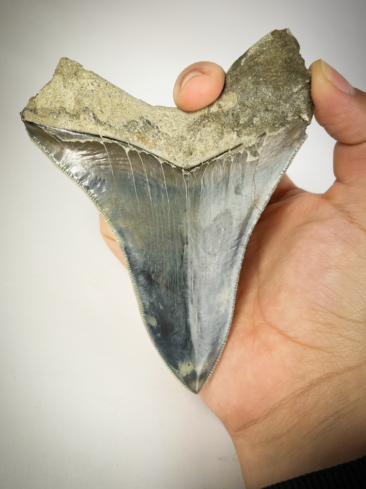 "Blue" Megalodon tooth "Sharp Edge" (Indonesia) - 12 cm (4.72 inches)