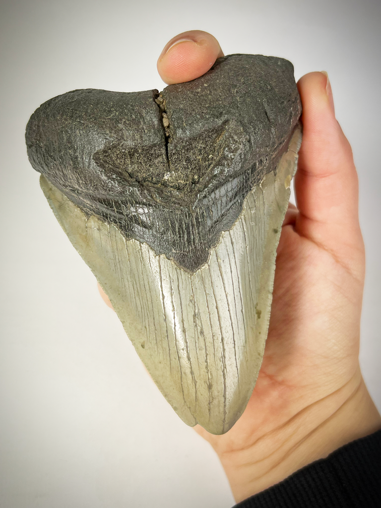 Dent de Megalodon "The Carved" (US) - 10.9 cm