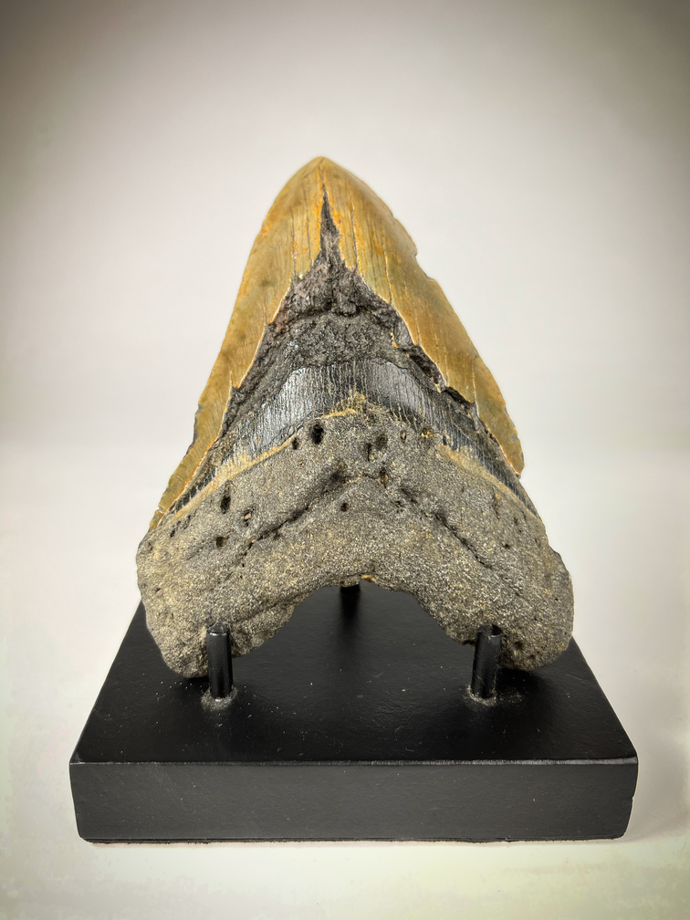 Megalodon tooth "The EarthQuake" (US) - 13.3 cm