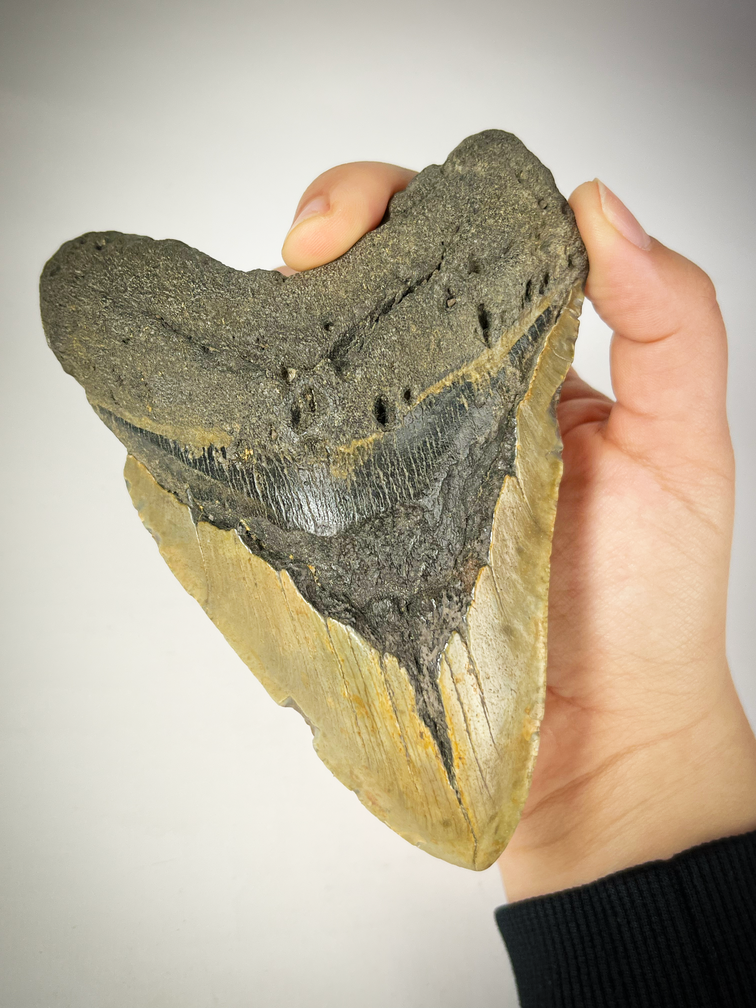 Diente de Megalodon "The EarthQuake" (US) - 13,3 cm