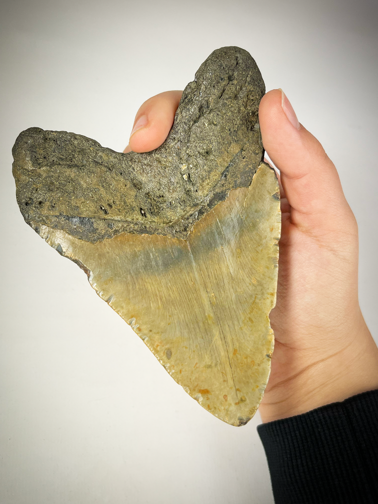 Megalodon tand "The EarthQuake" (VS) - 13,3 cm