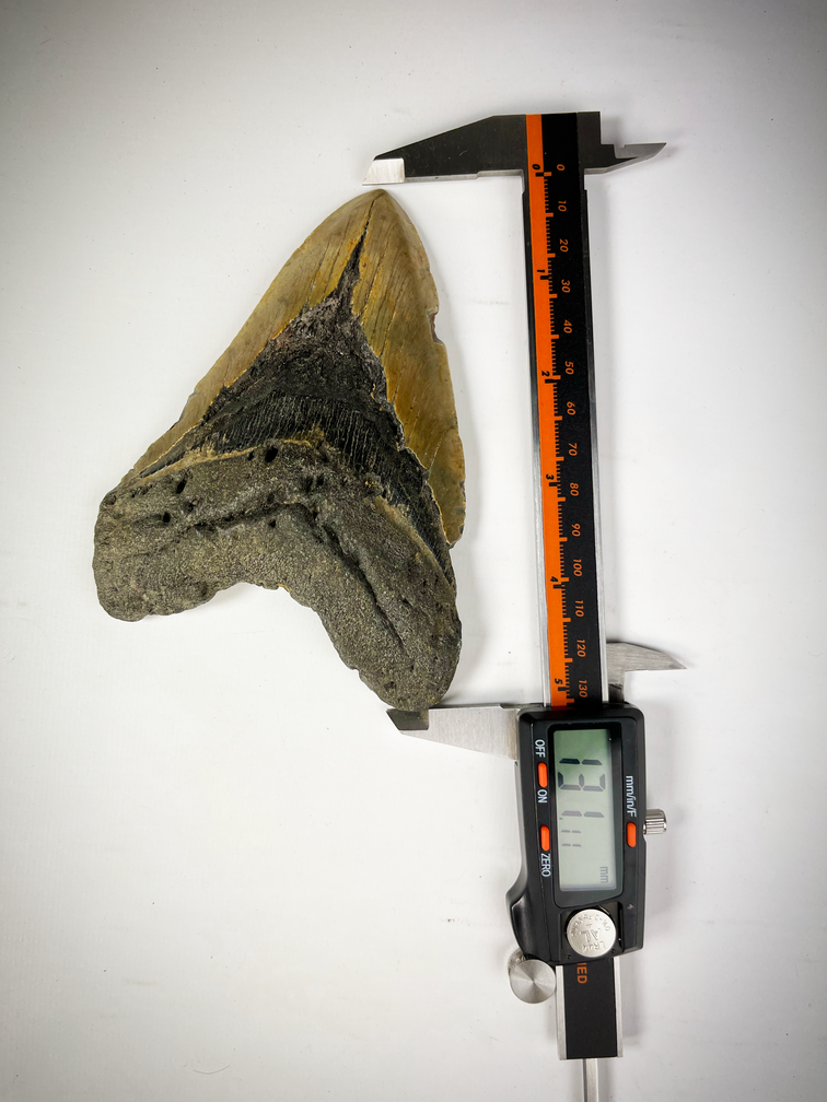 Dente di Megalodon "The EarthQuake" (USA) - 13,3 cm