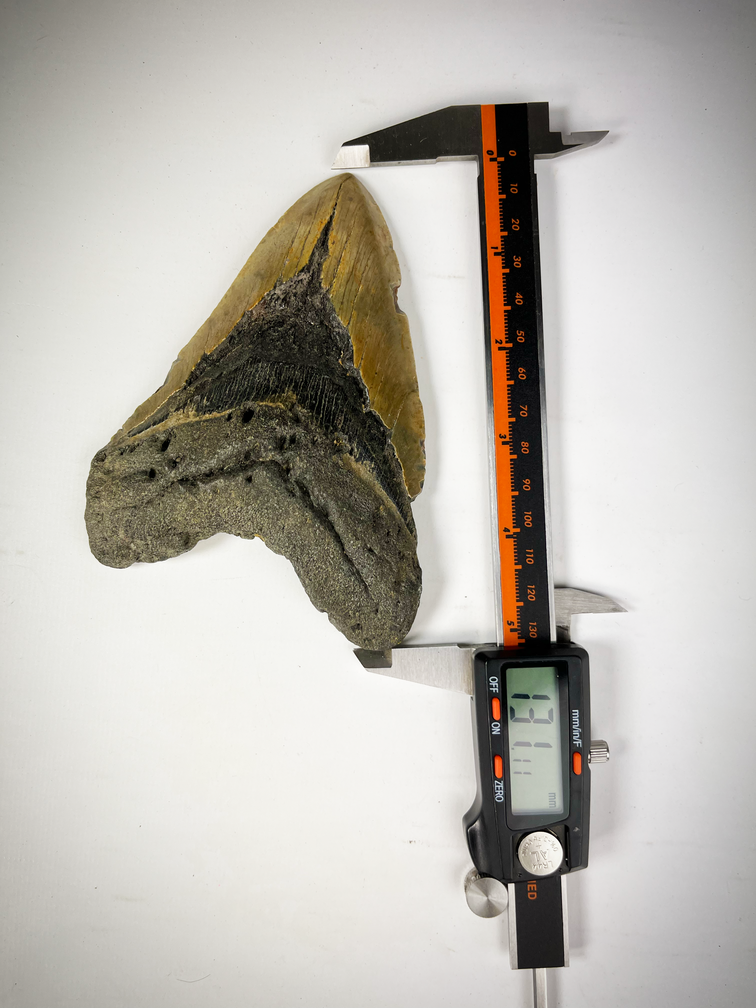 Megalodon-Zahn "The EarthQuake" (US) - 13,3 cm