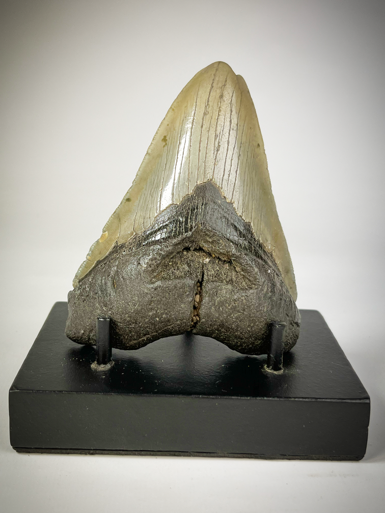Dente di Megalodon "The Carved" (USA) - 10,9 cm