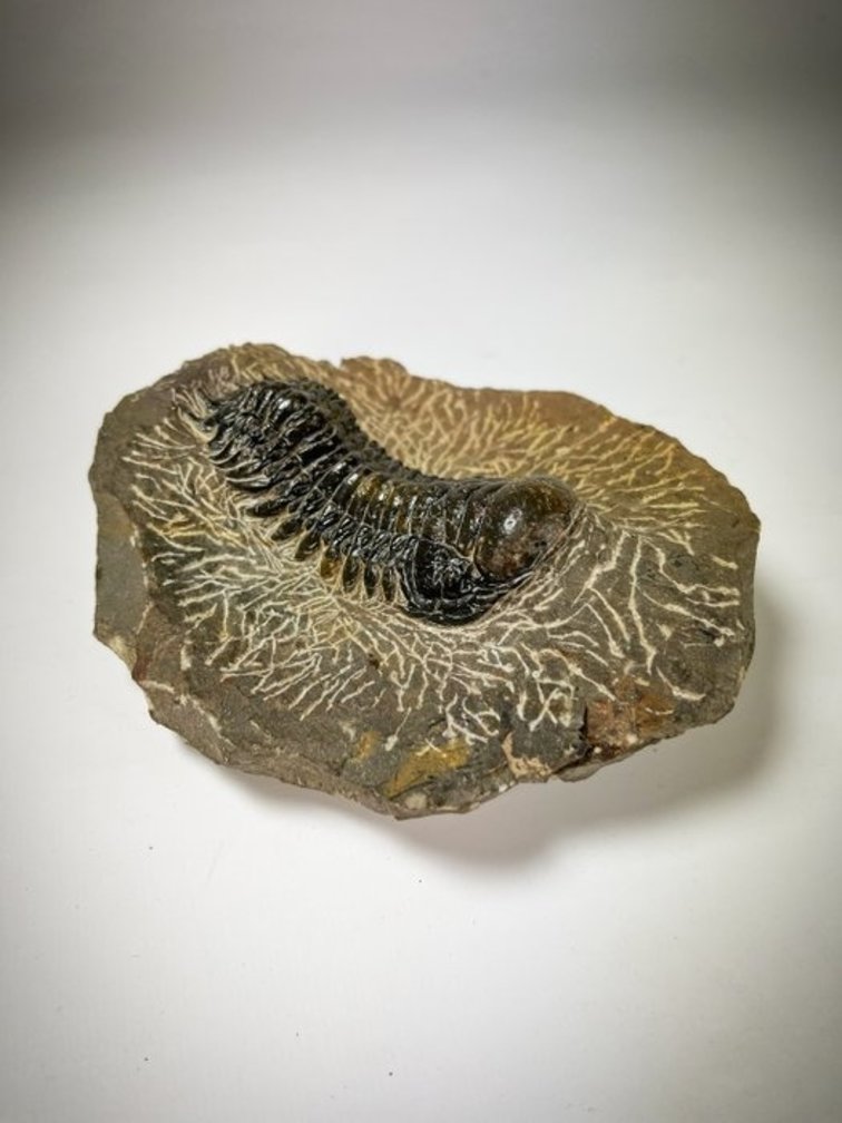 Trilobite en Matriz + Caja de Presentación - 13 cm (5.12 pulgadas)