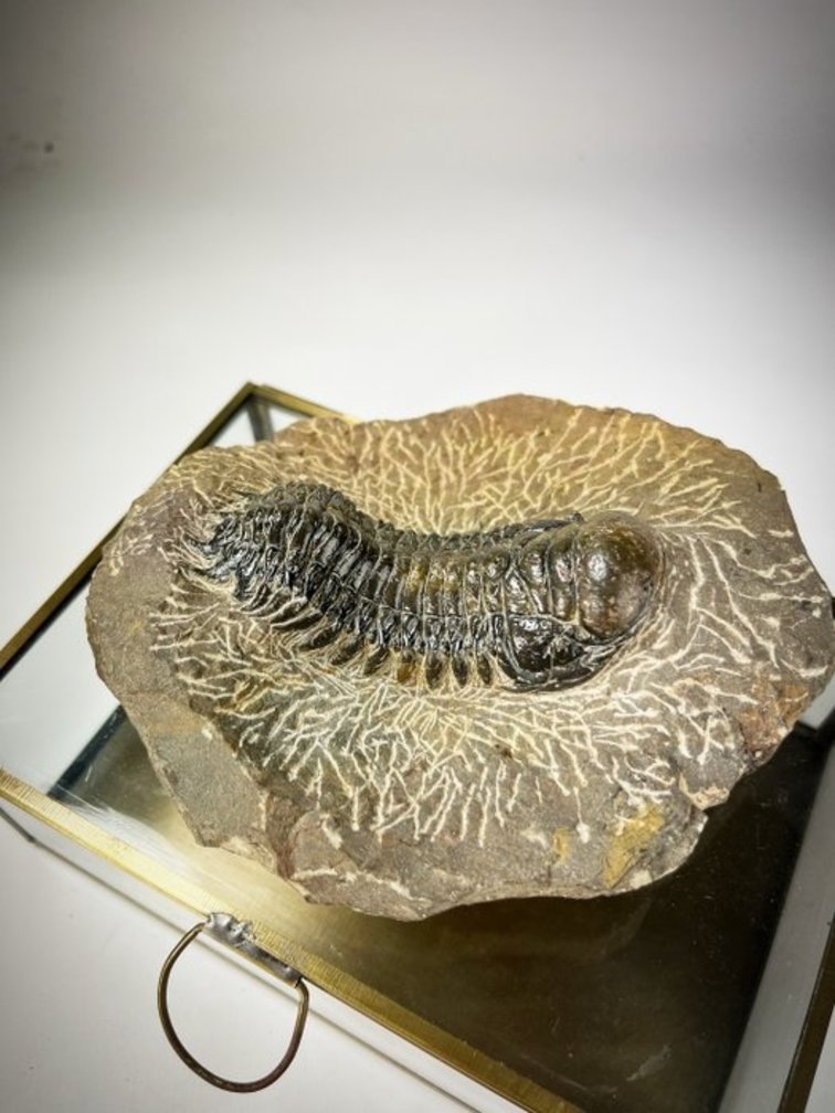 Trilobit in Matrix + Präsentationsbox - 13 cm (5,12 Zoll)