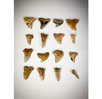 Set di 16 denti - Mix di fossili di squalo contemporanei - Indonesia