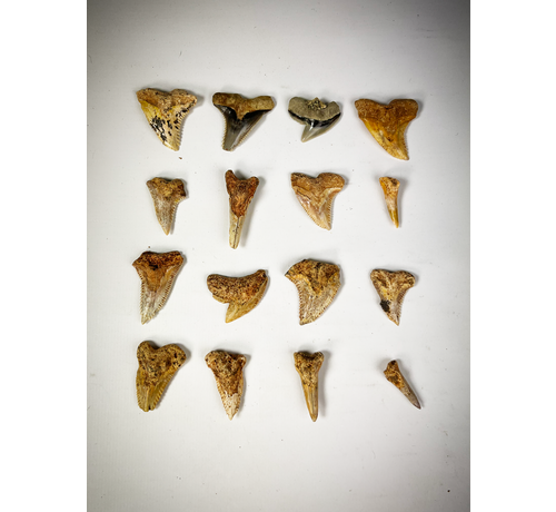 Set di 16 denti - Mix di fossili di squalo contemporanei - Indonesia