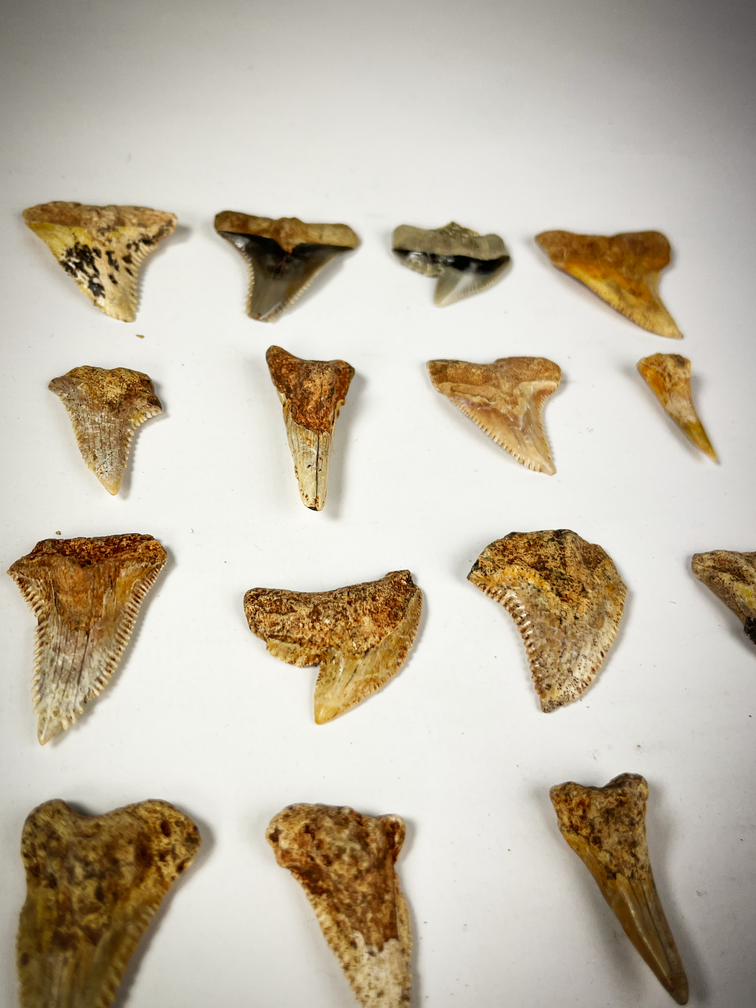 Set di 16 denti - Mix di fossili di squalo contemporanei - Indonesia