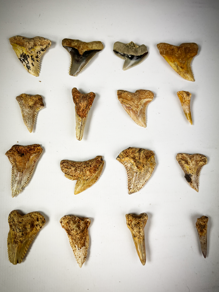 Jeu de 16 dents - Mélange de fossiles de requins contemporains - Indonésie