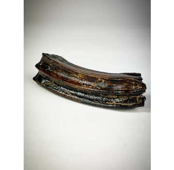 "Nero" Dente di Equus "Stone Cold" (USA) - 10 cm (3,94 pollici)
