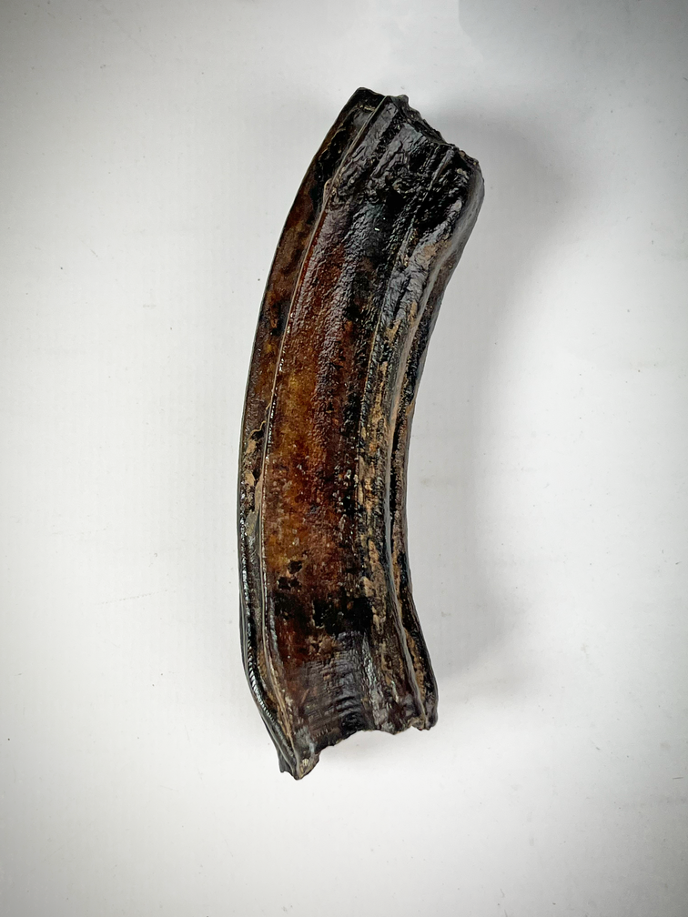 "Schwarzer" Equus-Zahn "Stone Cold" (US) - 10 cm (3,94 Zoll)