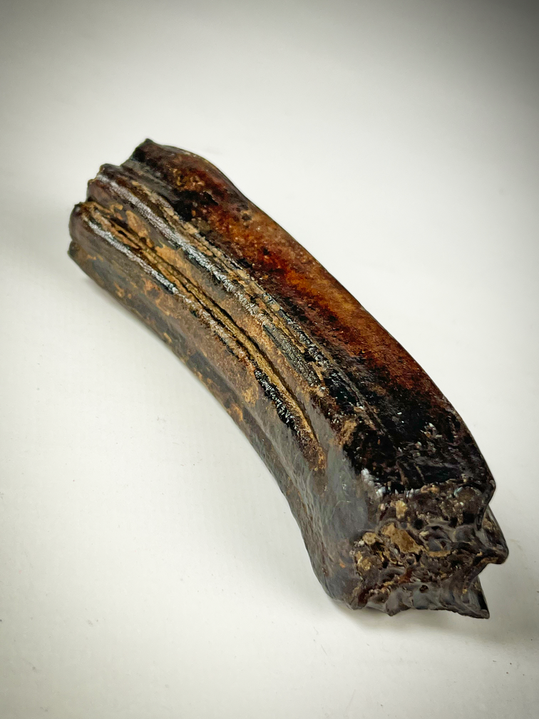 "Black" Equus tooth "Stone Cold" (US) - 10 cm (3.94 inches)