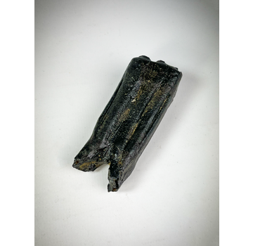 "Nero" Dente di Equus "Ice Age" (USA) - 7,5 cm (2,95 in)