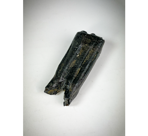 "Black" Equus tooth "Ice Age" (US) - 7.5 cm (2.95 in)