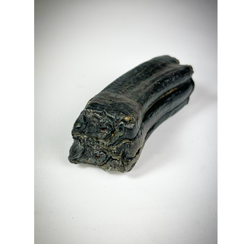 "Nero" Dente di Equus "Mountain's Strenght" (VS) - 7,2 cm (2,83 inch)