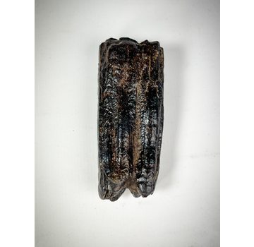 Dente di Equus "nero" " Stone Spear" (USA) - 6,7 cm (2,64 pollici)