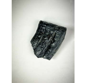 "Black" Equus tooth "Chip of the Old" (US) - 5.3 cm (2.09 inches)