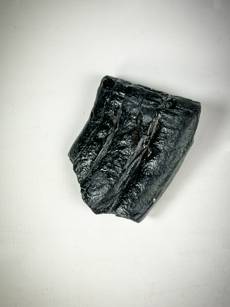 "Black" Equus tooth "Chip of the Old" (US) - 5.3 cm (2.09 inches)