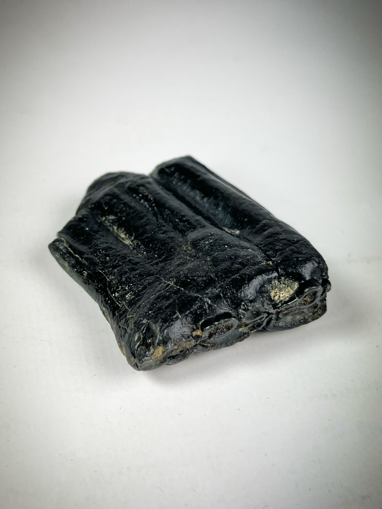 "Nero" Dente di Equus "Chip of the Old" (USA) - 5,3 cm (2,09 pollici)