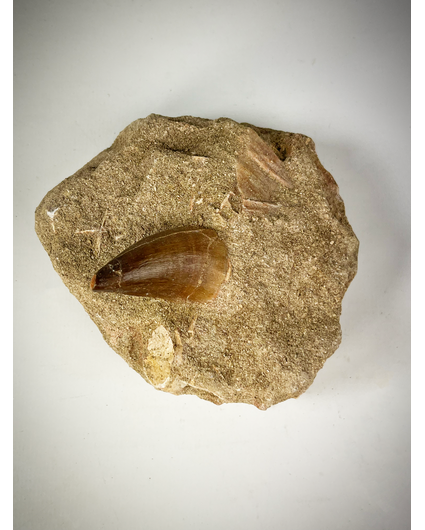 'Brown' Mosasaur tooth in Matrix - 10 cm (3.94 inches)