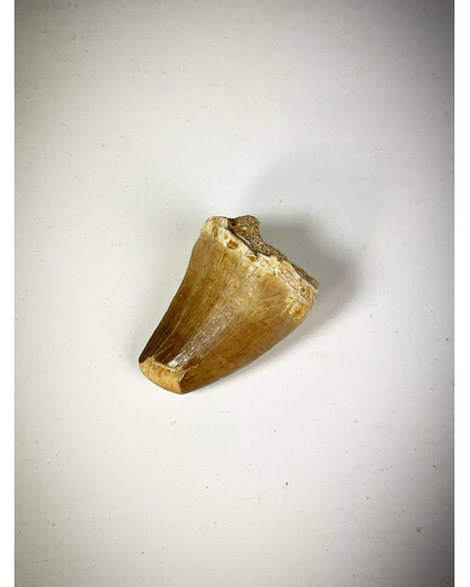 Dent de mosasaure "brune" dans la matrice - 3,1 cm (1,22 pouces)