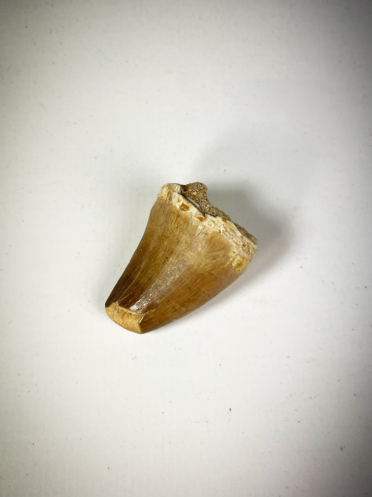 Dente di mosasauro marrone in matrice - 3,1 cm (1,22 pollici)