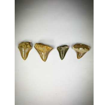 Set di 4 denti - Squali dai denti enormi - Famiglia C. subauriculatus