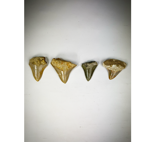 4 tanden set - Mega Tand Haaien - C. subauriculatus familie