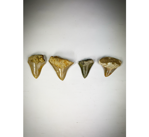 Set di 4 denti - Squali dai denti enormi - Famiglia C. subauriculatus