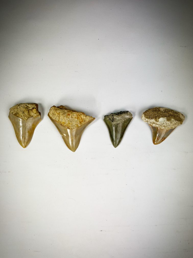 4 teeth set - Mega Tooth Sharks - C. subauriculatus family