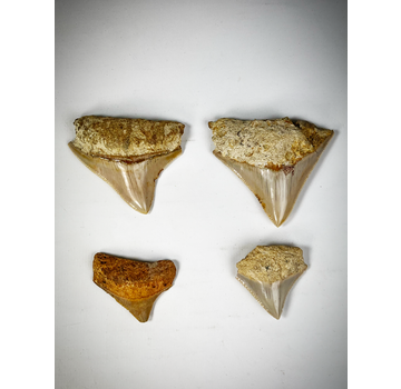Set di denti - 4 pezzi - Squali dai denti Mega - Famiglia C. subauriculatus