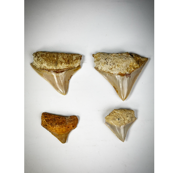 Teeth set - 4 pieces - Mega Tooth Sharks - C. subauriculatus family