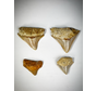 Juego de dientes - 4 piezas - Mega Tooth Sharks - familia C. subauriculatus