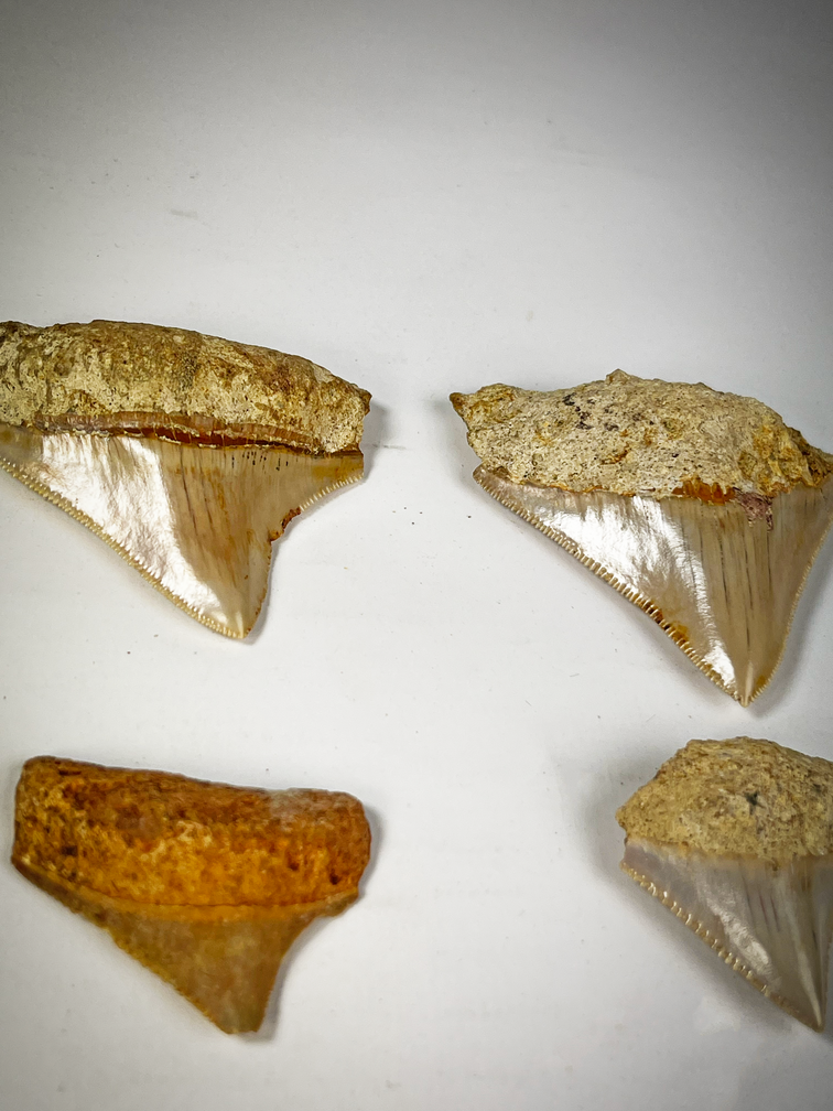 Teeth set - 4 pieces - Mega Tooth Sharks - C. subauriculatus family