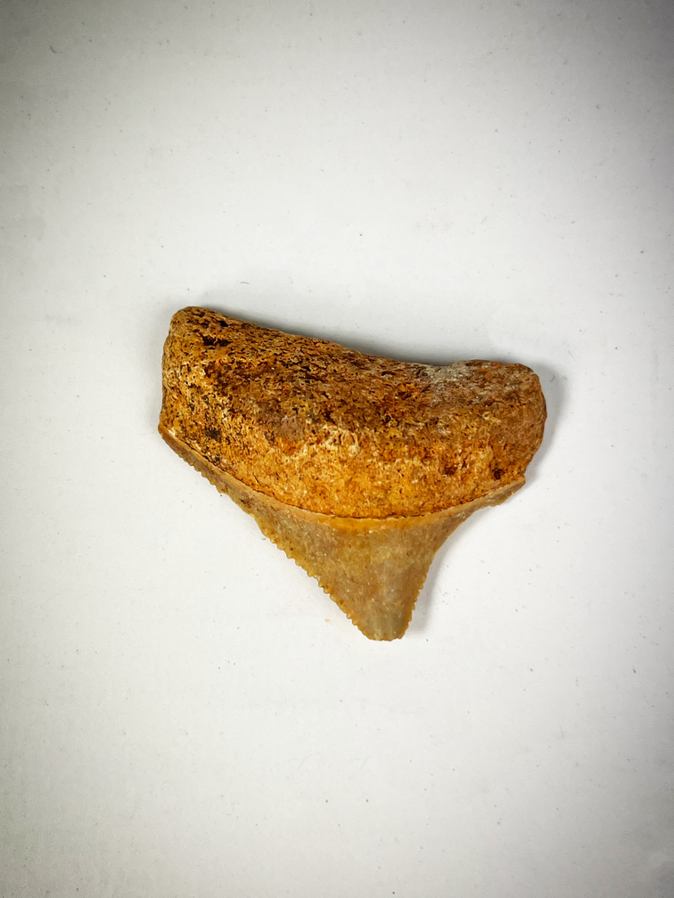 Jeu de dents - 4 pièces - Requins à dents géantes - famille C. subauriculatus