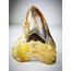 Dente di Megalodon da collezione "Errore dello squalo" (Indonesia) 14,4 cm (5,66 pollici)