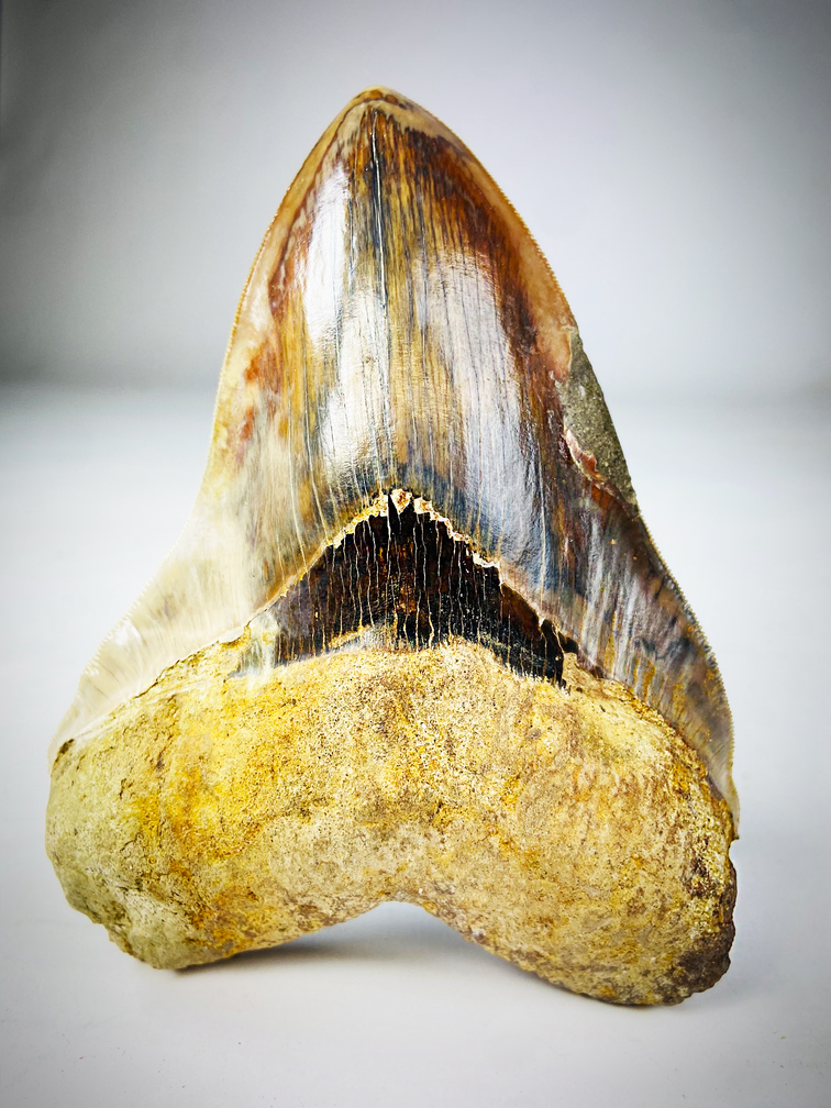 Coleccionistas Megalodon Diente "Shark's Error" (Indonesia) 14,4 cm (5,66 inch)