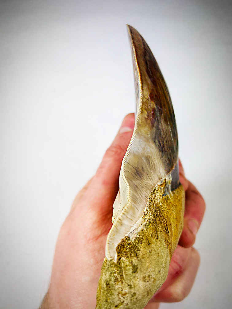 Sammler Megalodon-Zahn "Shark's Error" (Indonesien) 14,4 cm (5,66 inch - Pathologischer Haifischzahn