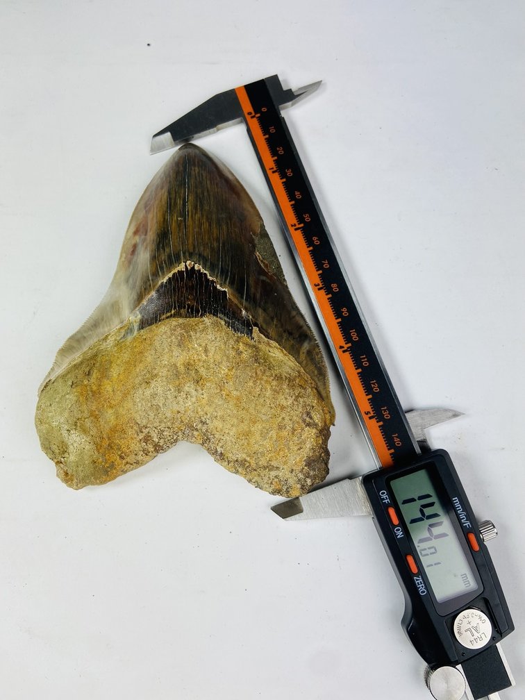 Collectors Megalodon Tooth "Shark's Error" (Indonesia) 14,4 cm (5,66 inch)