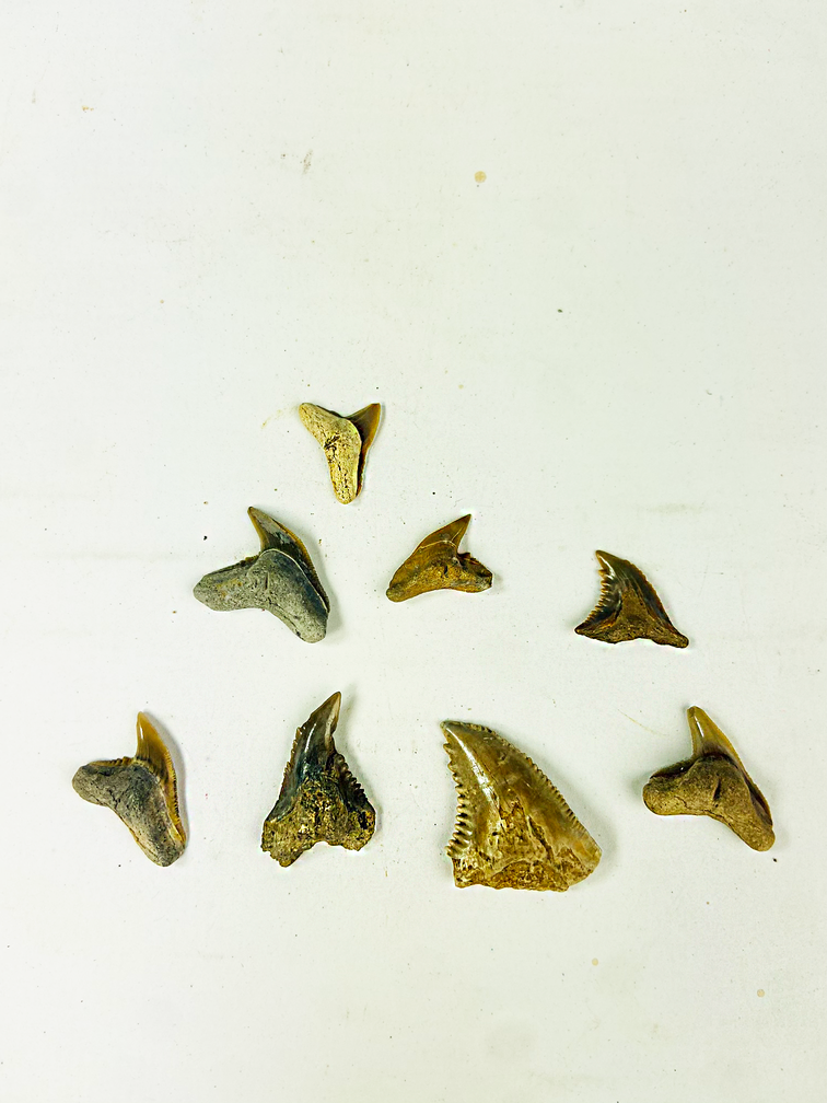 12 Zähne - Mix aus zeitgenössischen Haifischfossilien - Indonesien