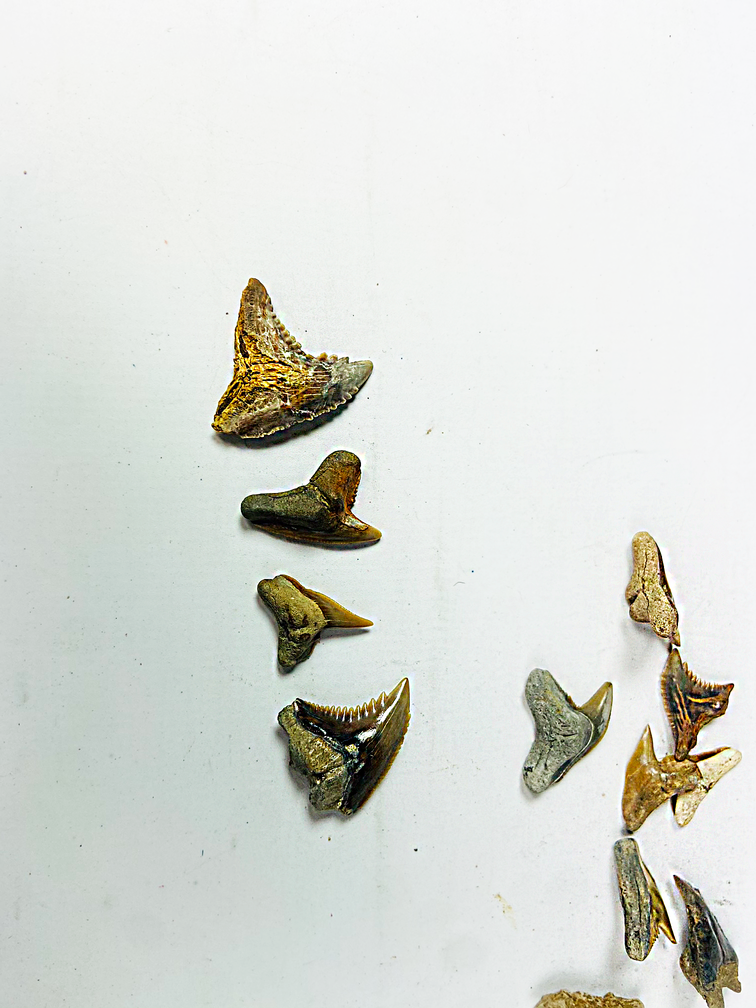 12 teeth set - Mix of contemporary shark fossils - Indonesia