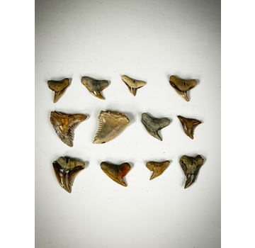 12 teeth set - Mix of contemporary shark fossils - Indonesia