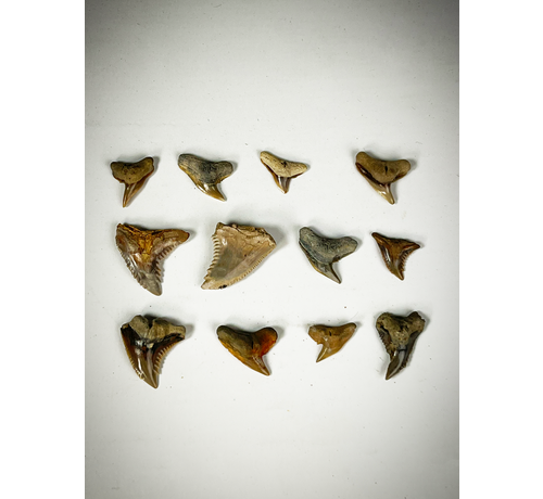 Jeu de 12 dents - Mélange de fossiles de requins contemporains - Indonésie