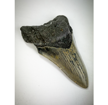"Dente di Megalodon grigio/beige "Crest in Stone" (USA) - 8,5 cm (3,35 pollici)